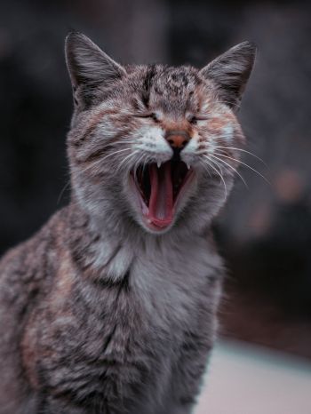 cat, yawns Wallpaper 1620x2160