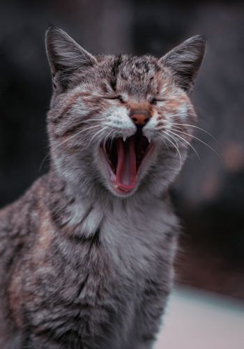 cat, yawns Wallpaper 1668x2388