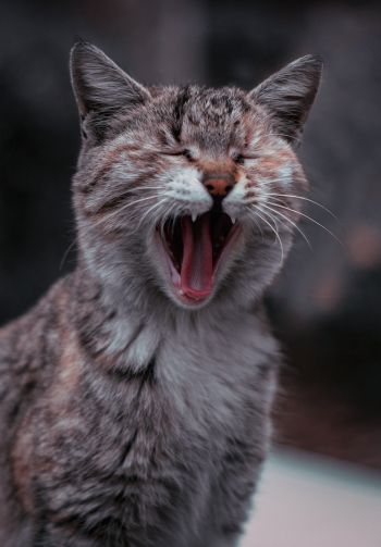 cat, yawns Wallpaper 1640x2360