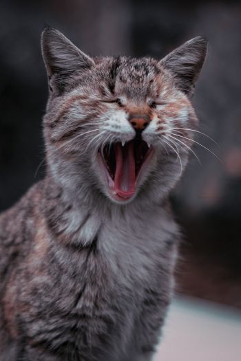 cat, yawns Wallpaper 640x960