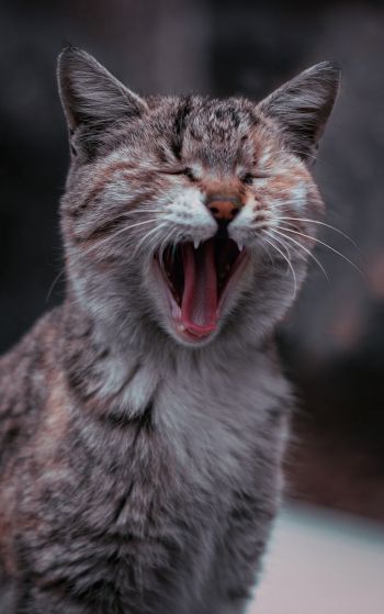 cat, yawns Wallpaper 1752x2800