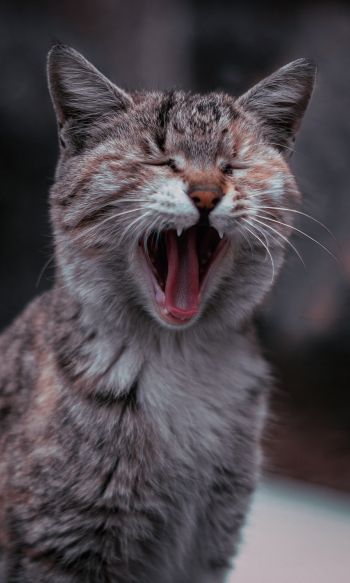 cat, yawns Wallpaper 1200x2000