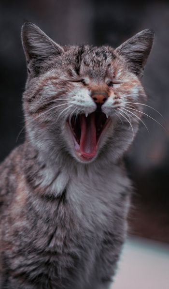 cat, yawns Wallpaper 600x1024