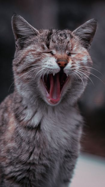 cat, yawns Wallpaper 640x1136