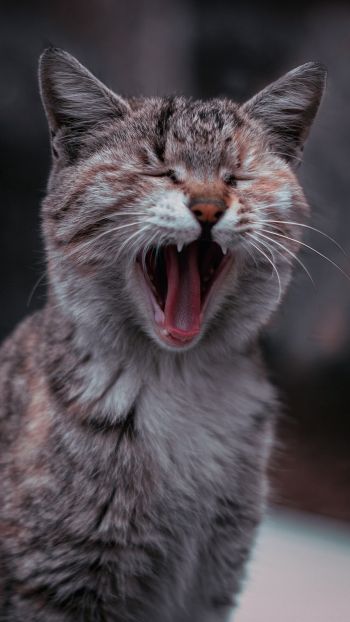 cat, yawns Wallpaper 720x1280