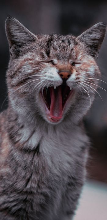 cat, yawns Wallpaper 1080x2220