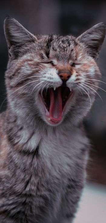 cat, yawns Wallpaper 1080x2280
