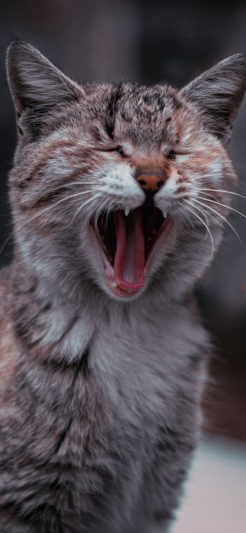 cat, yawns Wallpaper 1170x2532