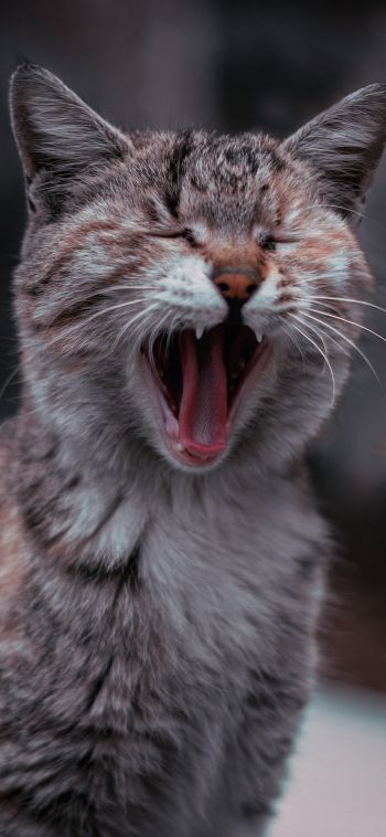 cat, yawns Wallpaper 1080x2340
