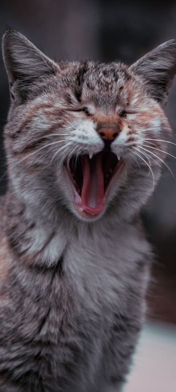 cat, yawns Wallpaper 1440x3200
