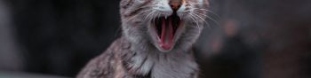 cat, yawns Wallpaper 1590x400