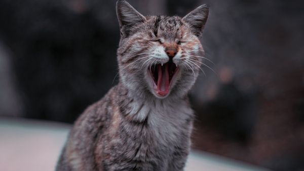 cat, yawns Wallpaper 1280x720