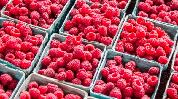 raspberries, berry Wallpaper 1366x768