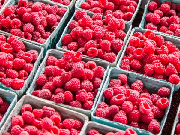 raspberries, berry Wallpaper 800x600