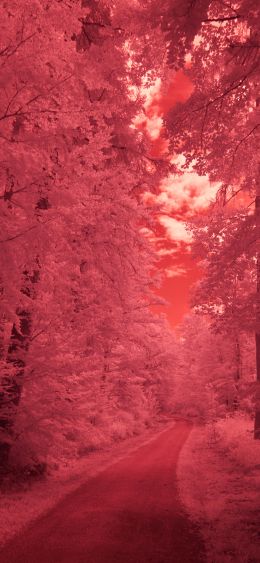 forest, pink, trail Wallpaper 1080x2340