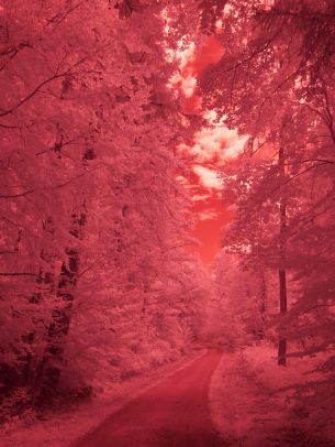 forest, pink, trail Wallpaper 1620x2160