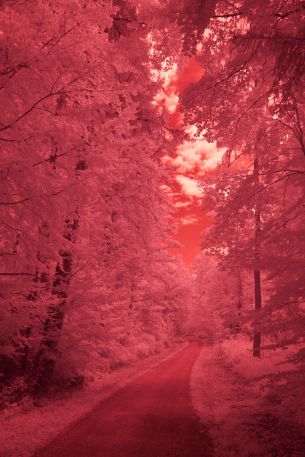 forest, pink, trail Wallpaper 4000x6000