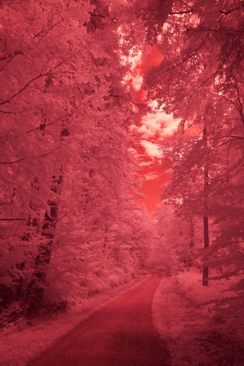 forest, pink, trail Wallpaper 640x960