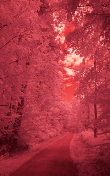 forest, pink, trail Wallpaper 800x1280