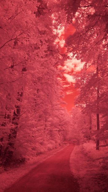 forest, pink, trail Wallpaper 640x1136