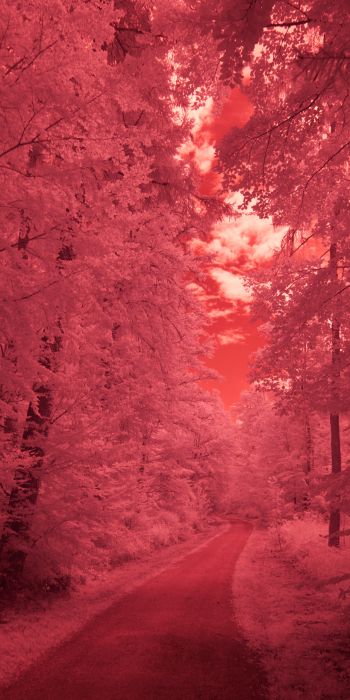 forest, pink, trail Wallpaper 720x1440