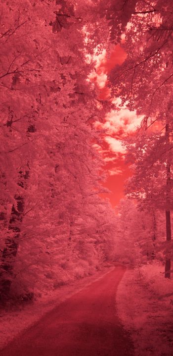 forest, pink, trail Wallpaper 1080x2220