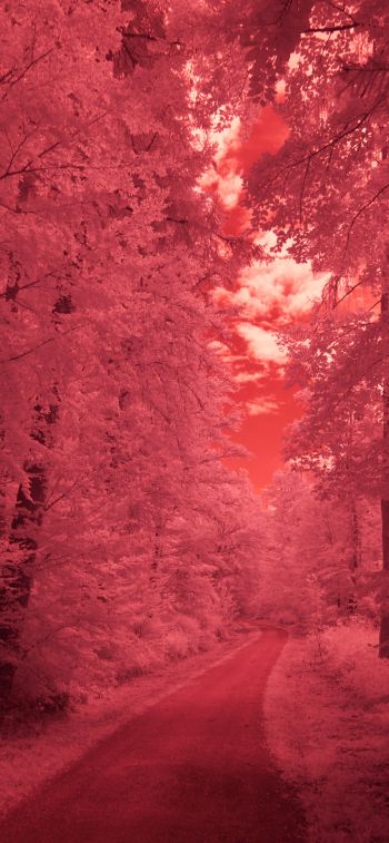 forest, pink, trail Wallpaper 1125x2436