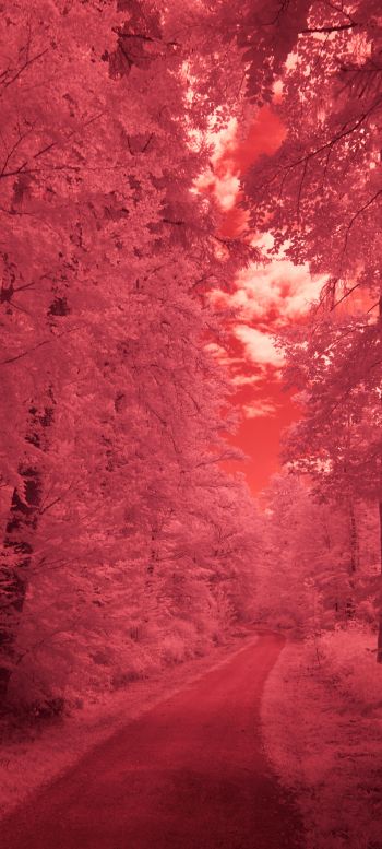 forest, pink, trail Wallpaper 1440x3200