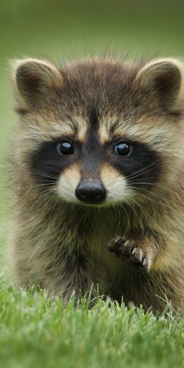 raccoon, cute, wildlife Wallpaper 720x1440