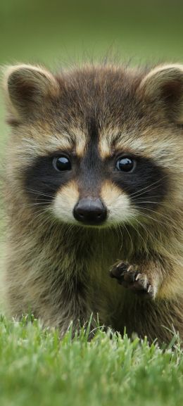 raccoon, cute, wildlife Wallpaper 1080x2400