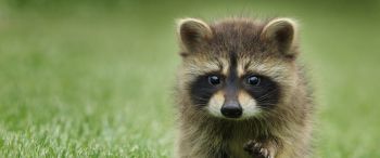 raccoon, cute, wildlife Wallpaper 3440x1440