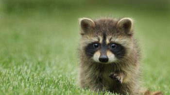 raccoon, cute, wildlife Wallpaper 1366x768