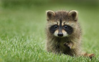raccoon, cute, wildlife Wallpaper 2560x1600