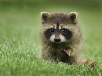 raccoon, cute, wildlife Wallpaper 800x600