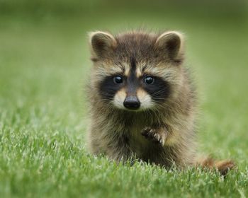 raccoon, cute, wildlife Wallpaper 1280x1024