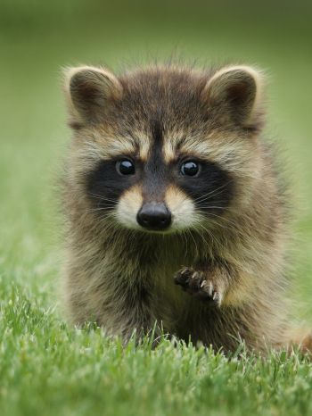 raccoon, cute, wildlife Wallpaper 2048x2732