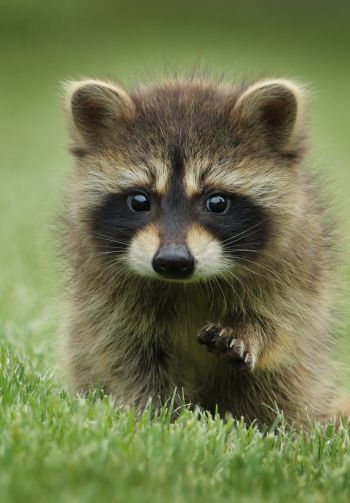 raccoon, cute, wildlife Wallpaper 1640x2360