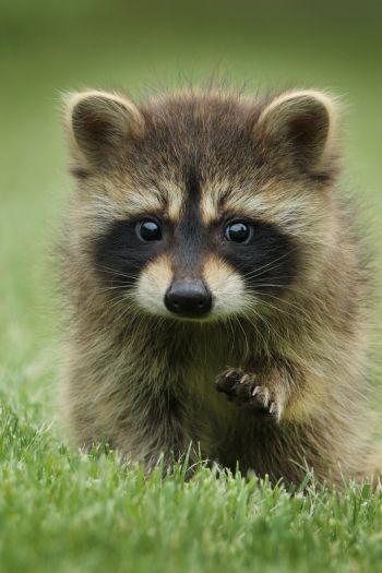 raccoon, cute, wildlife Wallpaper 640x960