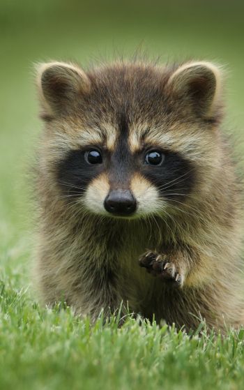 raccoon, cute, wildlife Wallpaper 1752x2800
