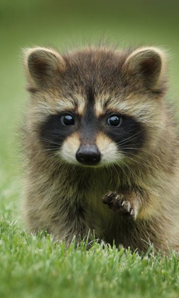 raccoon, cute, wildlife Wallpaper 1200x2000