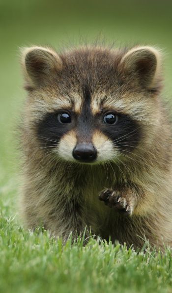 raccoon, cute, wildlife Wallpaper 600x1024