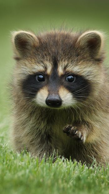 raccoon, cute, wildlife Wallpaper 640x1136