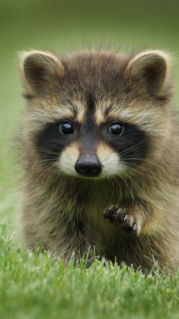 raccoon, cute, wildlife Wallpaper 1440x2560