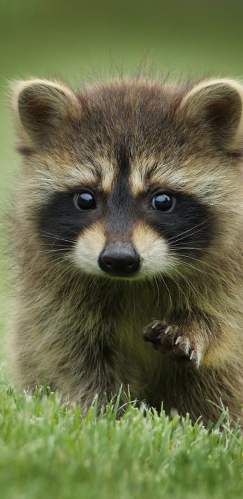 raccoon, cute, wildlife Wallpaper 1080x2220