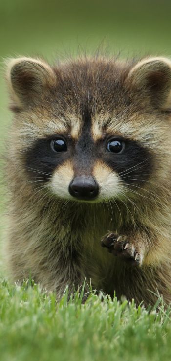 raccoon, cute, wildlife Wallpaper 720x1520