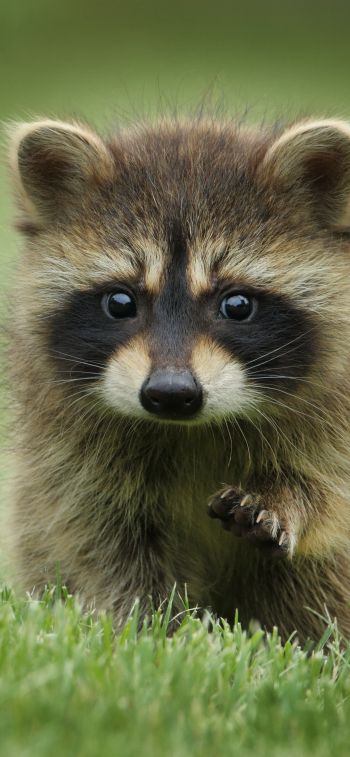 raccoon, cute, wildlife Wallpaper 1242x2688