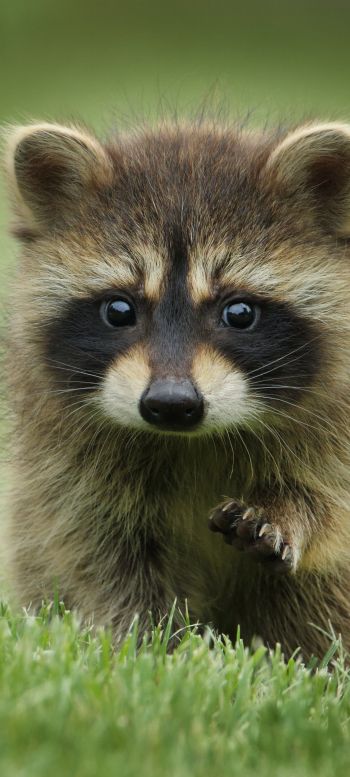 raccoon, cute, wildlife Wallpaper 1440x3200