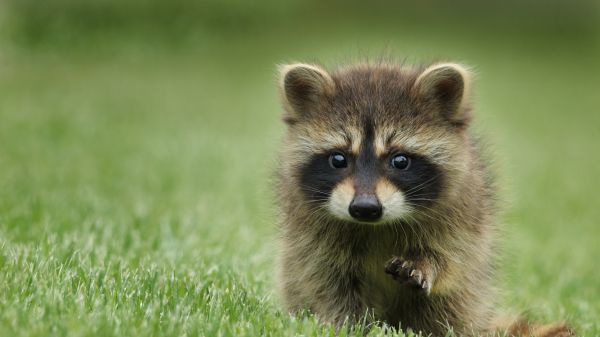raccoon, cute, wildlife Wallpaper 2560x1440