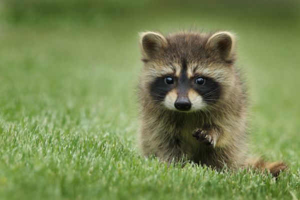 raccoon, cute, wildlife Wallpaper 5472x3648