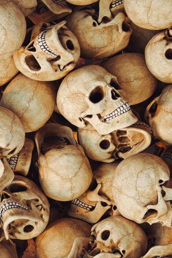 skull, bones, head Wallpaper 640x960